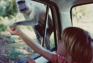 Wayne Newton Monkey Attack