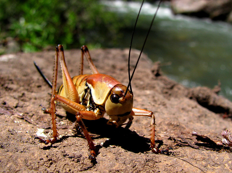 Mormon Crickets Causing Havoc on Nevada Roadways